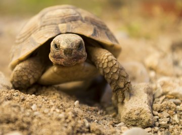 What Do Tortoises Eat