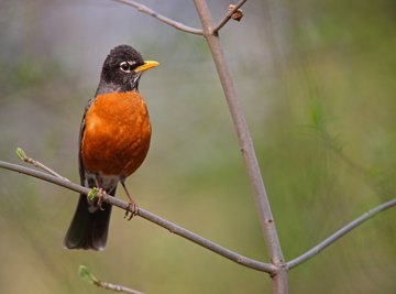 American robin perched on tree branch.