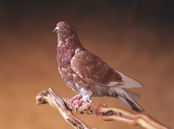 Carrier pigeons are trained to deliver messages.