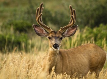 Rocky Mountain mule deer are the largest subspecies of deer in California.
