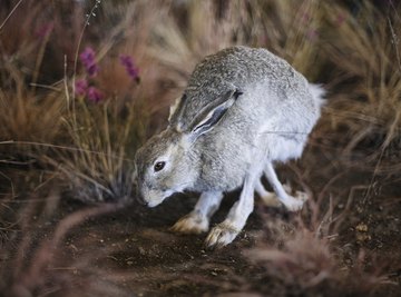 A diorama should show the local wildlife.