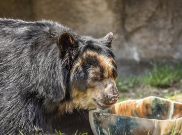 The spectacled bear is native to Colombia.