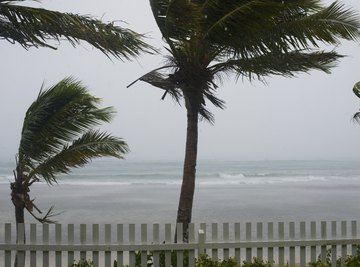 Palm trees being blown during typhoon.