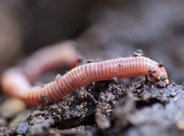 Earthworm Characteristics