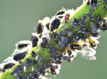 Close-up of black aphids on plant stem