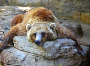 A grizzly's shoulder hump is higher than the rest of its spine.