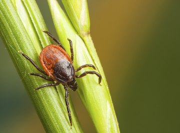 What Purpose Do Ticks Serve in the Ecosystem