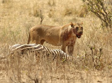 Despite its status as an apex predator, the African lion will readily scavenge.