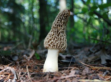 A morel mushroom growing in Wisconsin forest