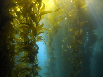 Kelp forests are often referred to as the rain forests of the ocean.