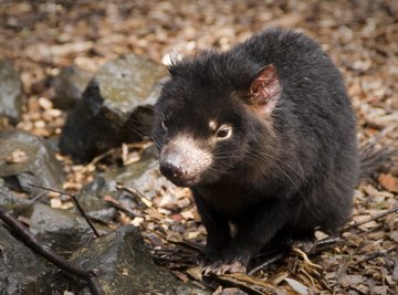 A Tasmanian devil standing on the ground.