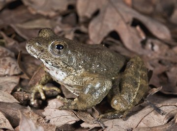 The foothill yellow-legged frog faces extinction soon.