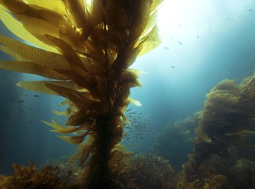 Kelp growing off the shore of California.