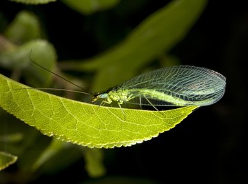 Green lacewings follow the scent of aphid excrement to potential egg-laying sites.