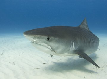 The tiger shark poses a mortal threat to most other sharks in its domain.