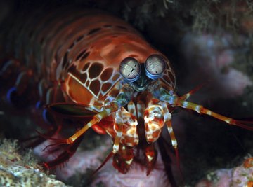 A mantis shrimp hiding in between rocks on the ocean floor.