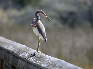 Marsh lands teem with life.