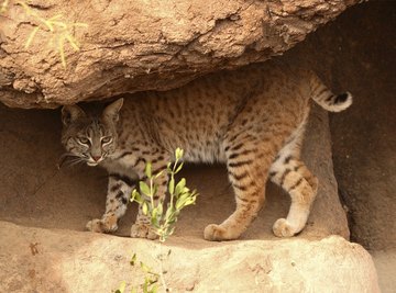 the bobcat is a well known desert cat