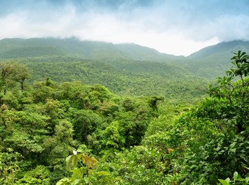 Tropical rain forest