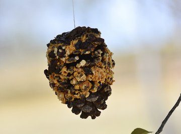 Big pinecones