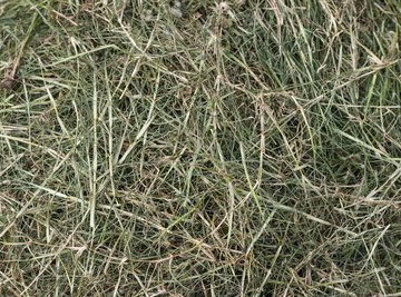 Making Fuel From Grass Clippings | Sciencing