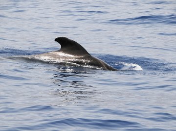 A dorsal fin skims the top of the water.