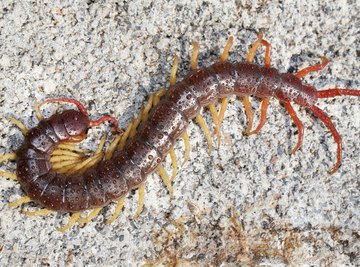 Close-up of a centipede crawling on the ground.