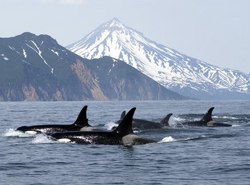A pod of killer whales swim near a shore.
