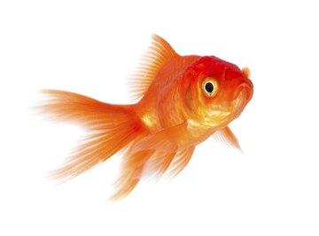 Observe your goldfish to determine what hypothesis you want to test.