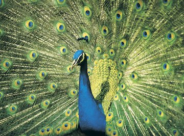 The peacock has one of the most elaborate feather displays of all birds