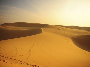 terrestrial habitat desert