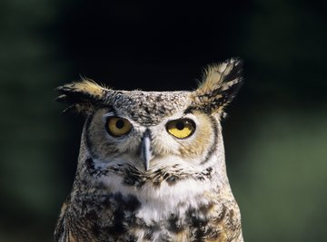 Horned owls emit traditional 