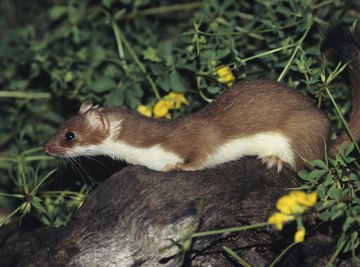 Weasels are skilled and constant hunters, always on the lookout for prey.