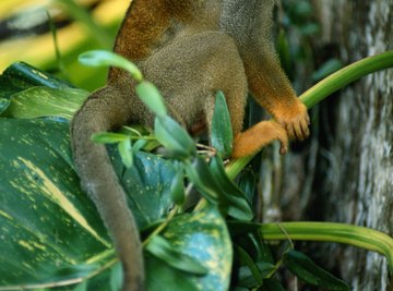 Squirrel monkeys have a diploid number of 44 and a haploid number of 22.