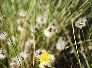 Reintroduction of native seeds collected from nearby sources restores biodiversity.