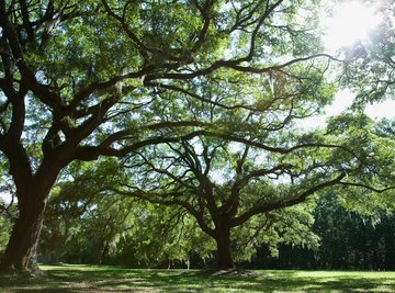 why trees are important