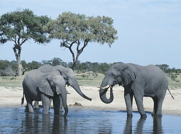 Elephants can use their tusks as 