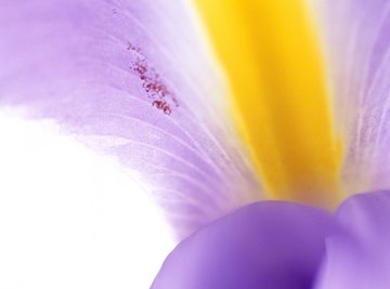 In the pea plant, purple is dominant over white.