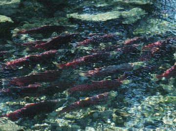 Salmon and some other fish swim upstream to procreate.