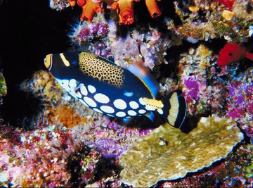 The coral reefs of the Philippines are at risk from the trade in live reef fish.