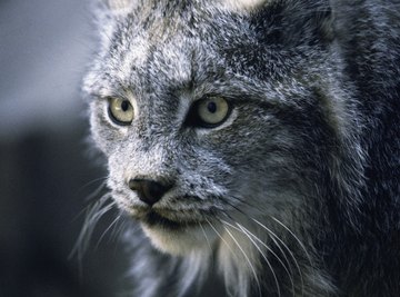 Bobcats are among the predator mammals found in Tennessee.