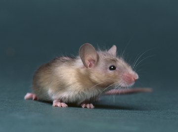Rodents are an example of an ecosystem's consumers.