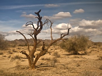 One species of ironwood tree grows in the Sonoran Desert.