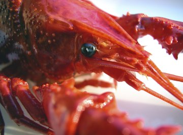 How to Fish for Crayfish & Crawdads in Oregon