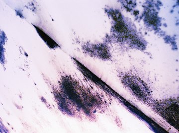 A large growth of mold is called a colony.