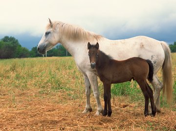 Horses proliferated during the Miocene due to grassland expansion from a drier climate.