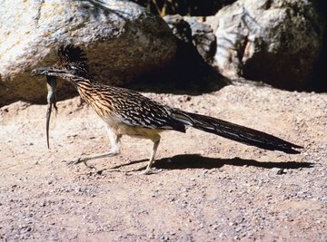 A roadrunner with a lizard.