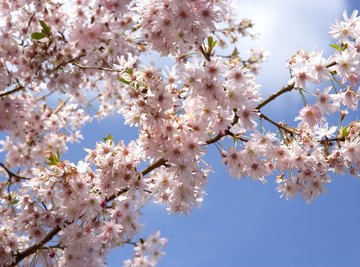 How to Identify Wild Cherry Trees