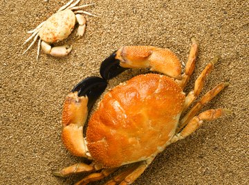 Crustaceans have exoskeletons, or hard external shells that protect their flesh and organs.