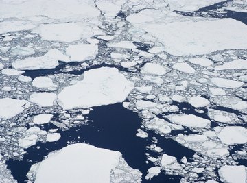 Narwhals follow leads in Arctic Ocean pack ice.